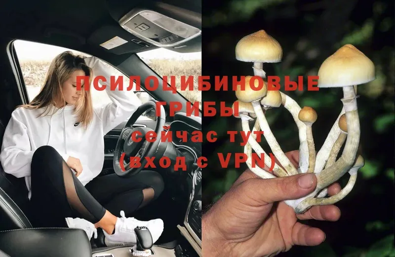 Псилоцибиновые грибы Psilocybe  купить наркоту  Избербаш 